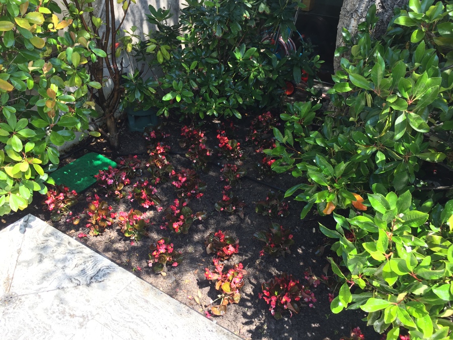 Plantación begonias 