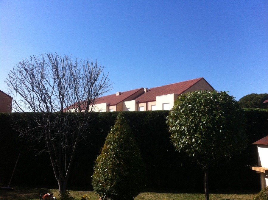 Seto de leylandy corte recto y arbustos perfilados