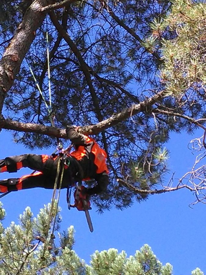 poda con tecnica de trepa