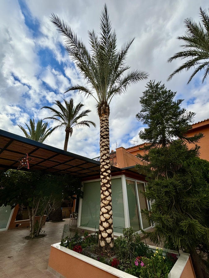 Cepillado de palmera