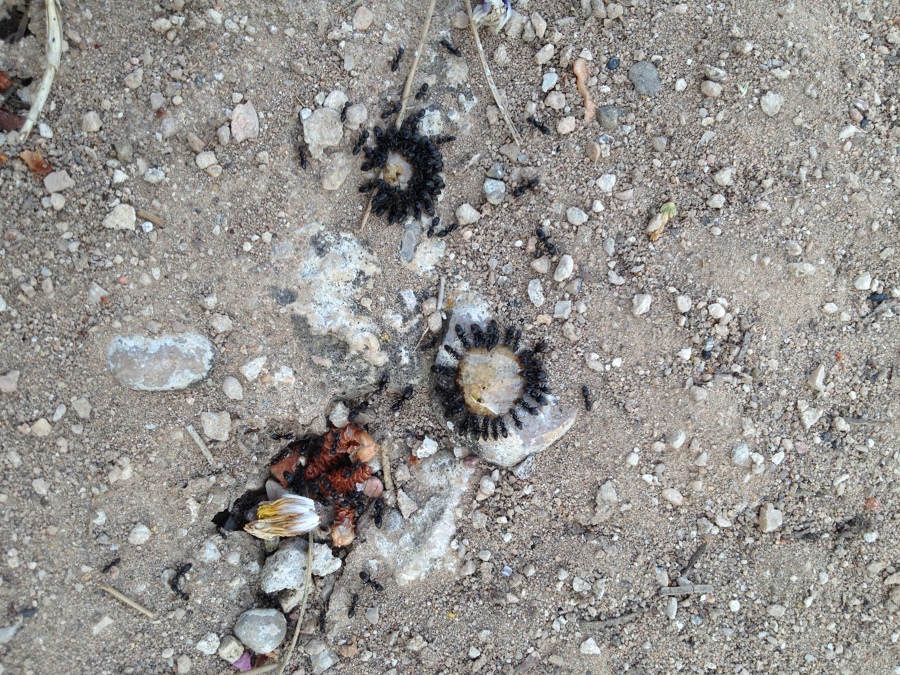 TRATAMIENTO HORMIGAS