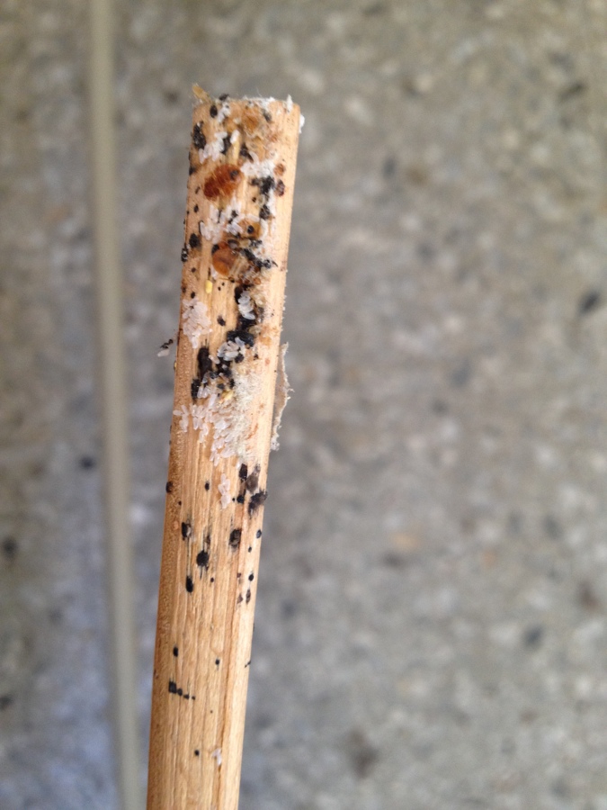 HUEVOS DE CHINCHES DE CAMA