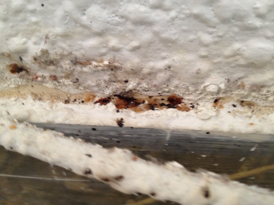 CHINCHES FASE ADULTA