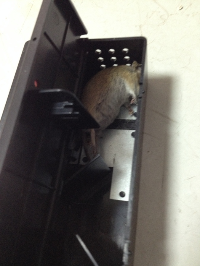 CAPTURA ROEDOR (MUS MUSCULUS)