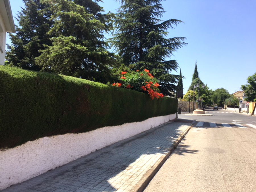 PODA DE CIPRESES BRUNETE