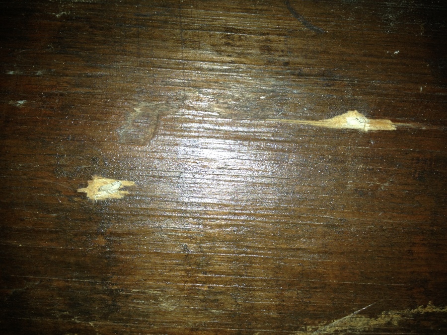 ATAQUE CARCOM GRANDE (HYLOTRUPES)