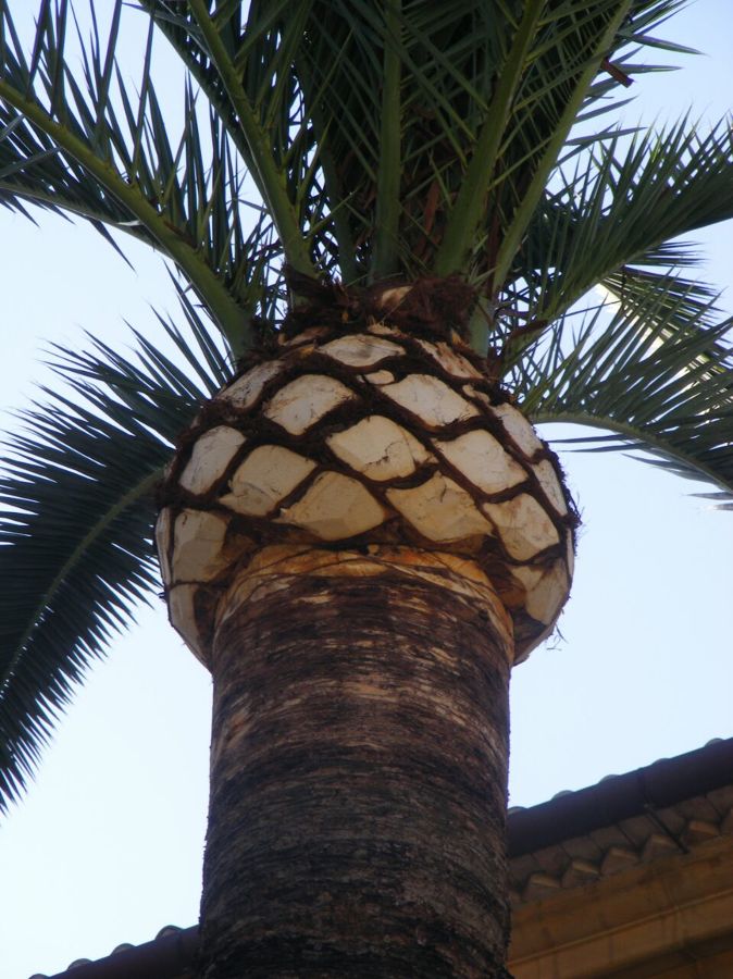Formacion de balon a palmera canaria