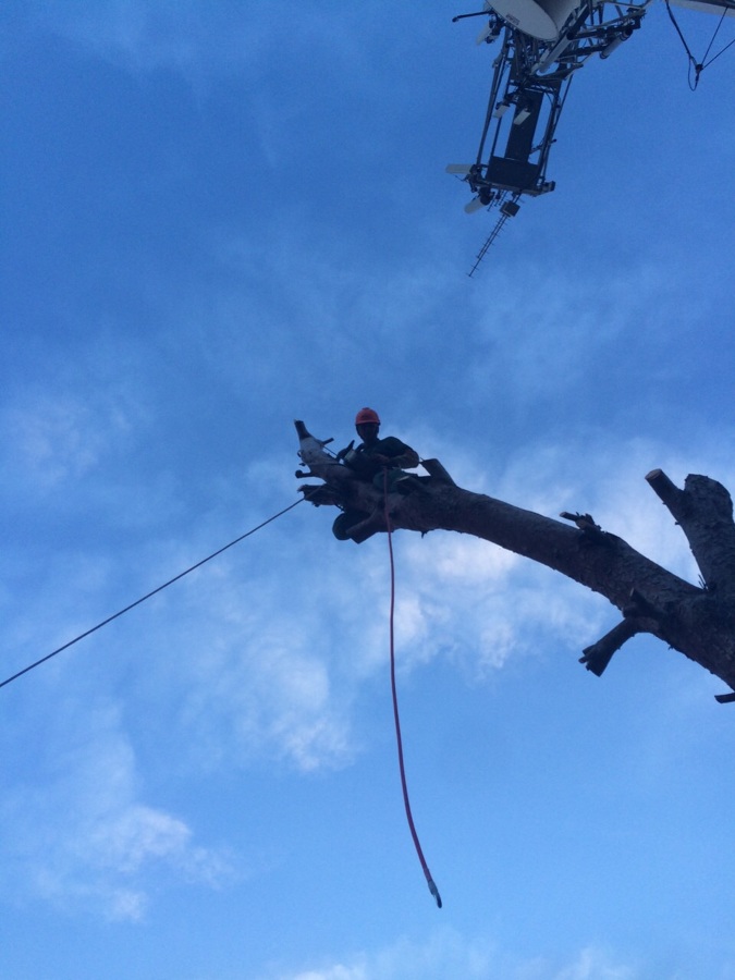 Tala con medios mecanicos de pino