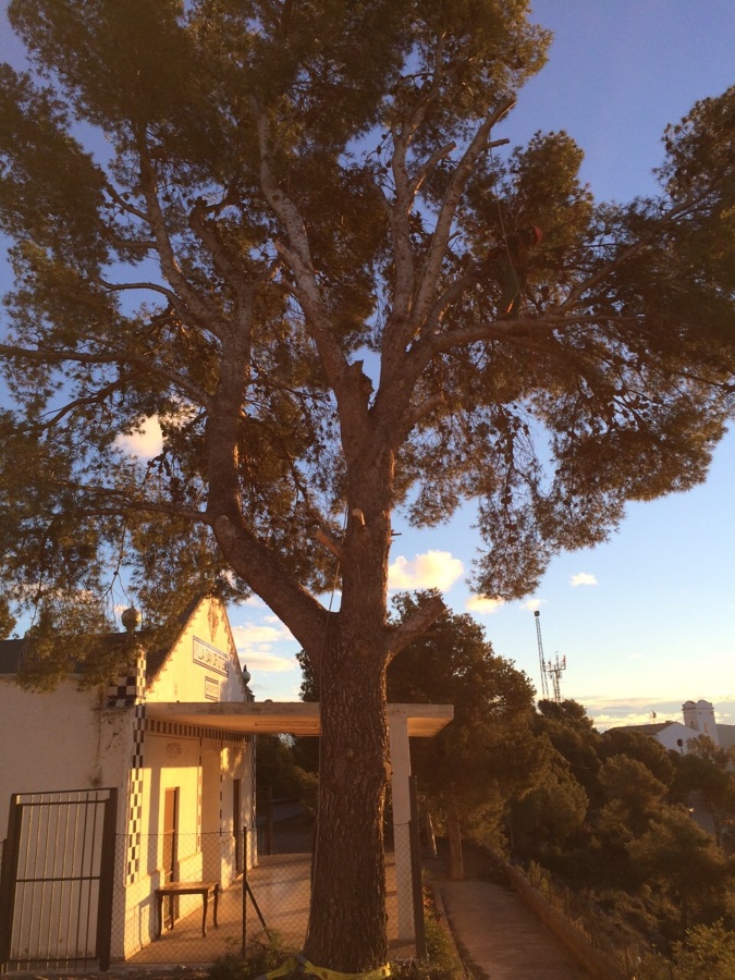 Tala de pino controlada