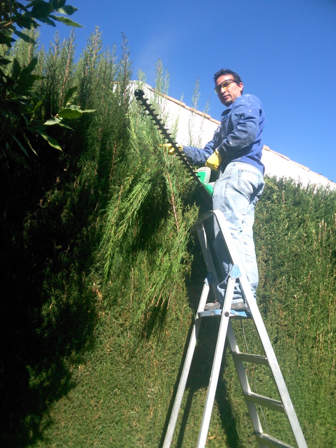 Jardineria poda de setos  y limpieza