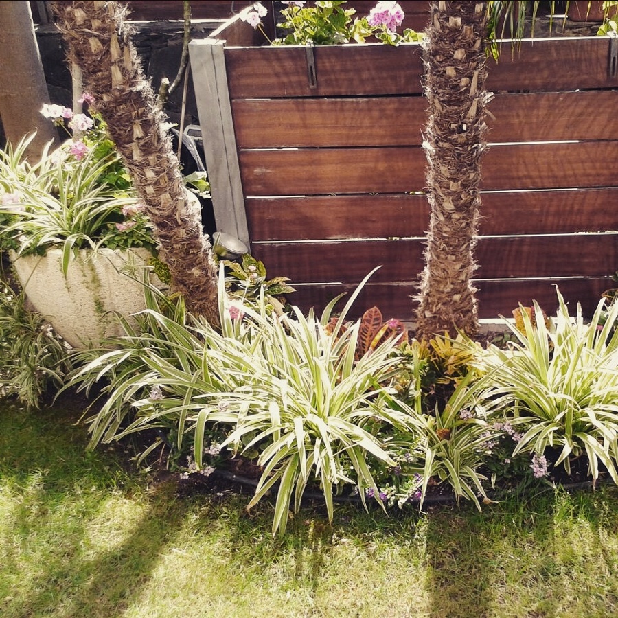 Plantación y mantenimiento