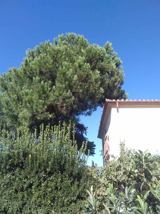Pino encima de la casa 