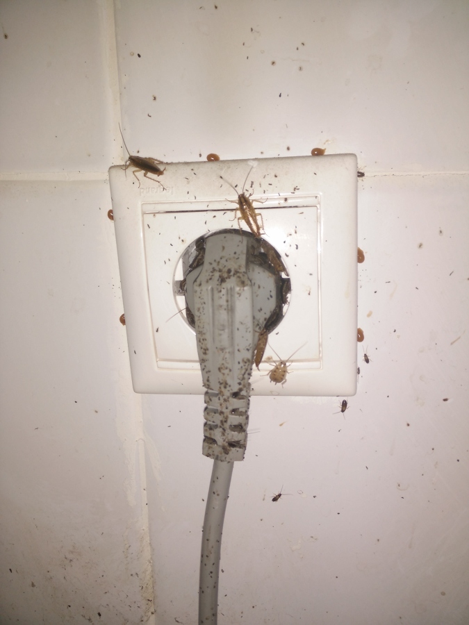 Cucaracha alemana en enchufe