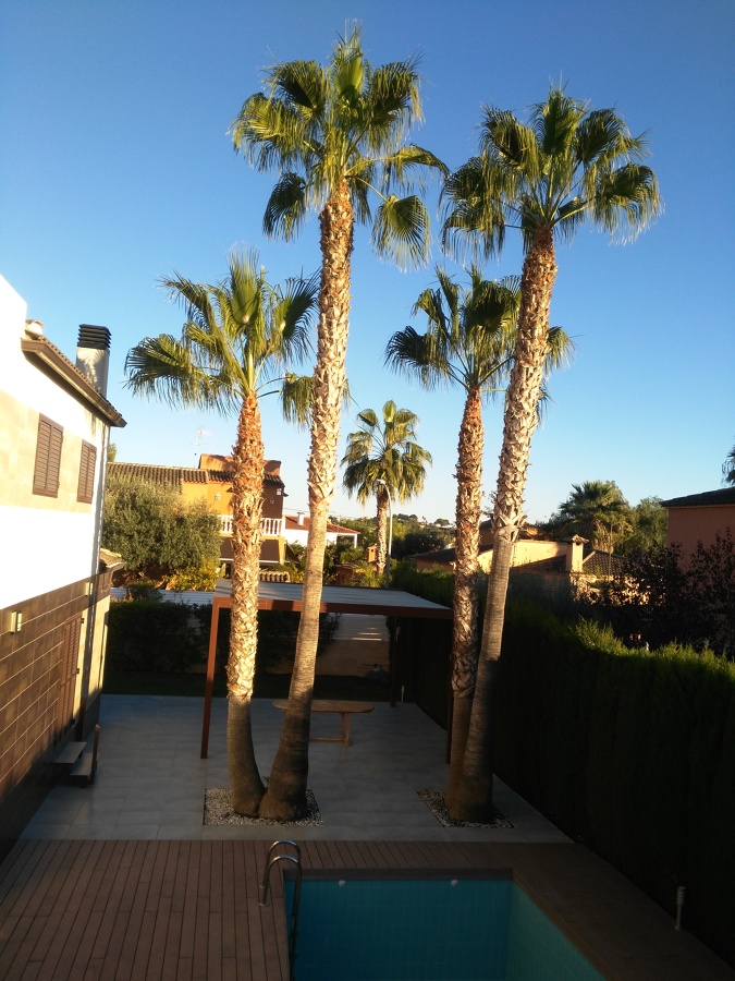 Washingtonias recién podadas