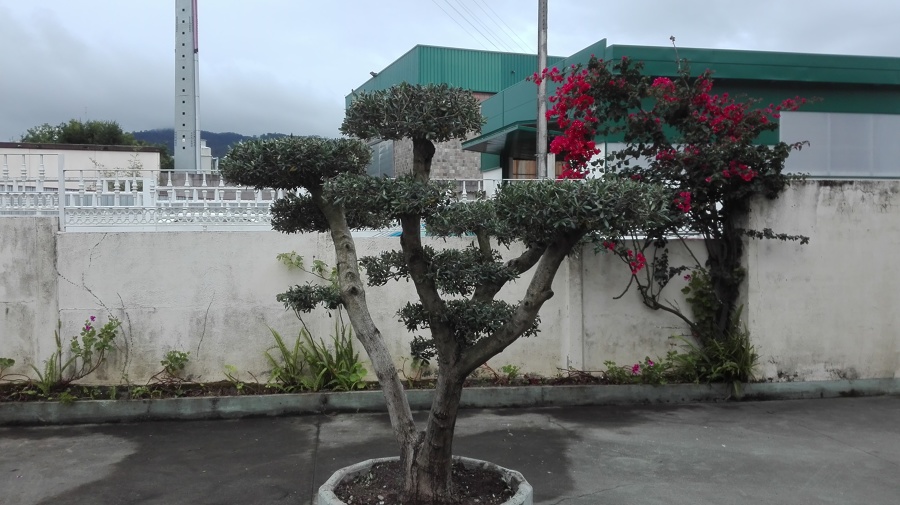 Después poda de formacion