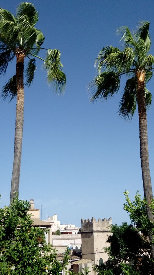 Poda palmeras washingtonias