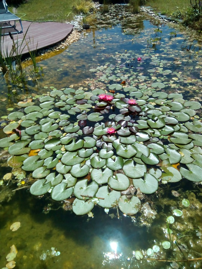 Nenúfar en un estanque.
