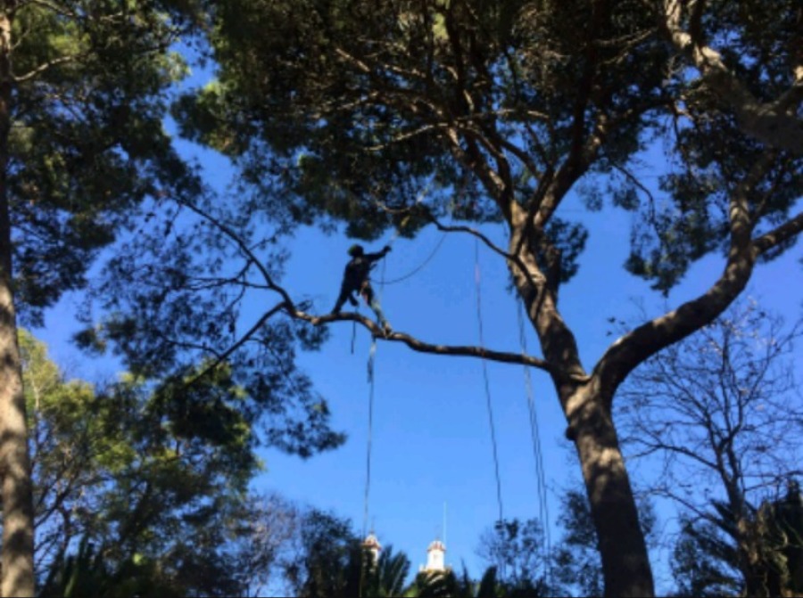 Jardinería y poda pinos