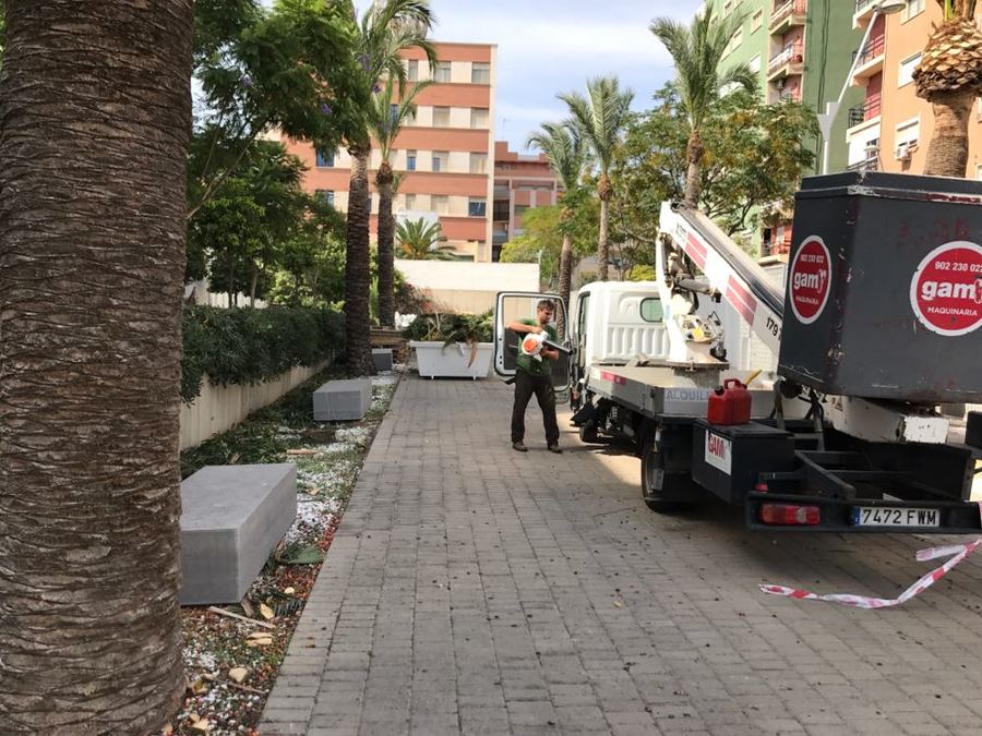 Poda en altura de Palmera Datilera