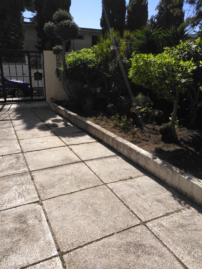 Olivo recortado bolitas