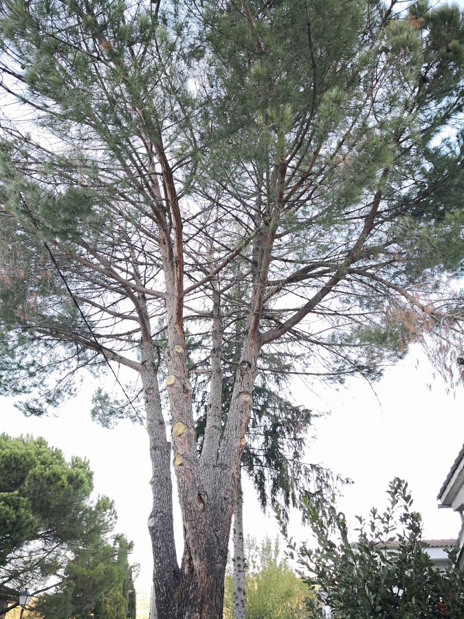 Talas de pino piñonero