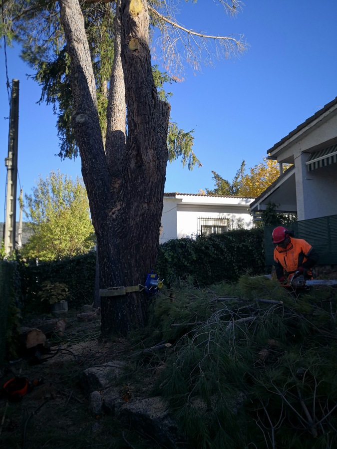 Ay como se puede ver en la foto estamos descolgando las ramas y los troncos para minimizar el riesgo de rotura al caer los troncos y las ramas al suelo con un freno especial definición que frena los troncos y las ramas