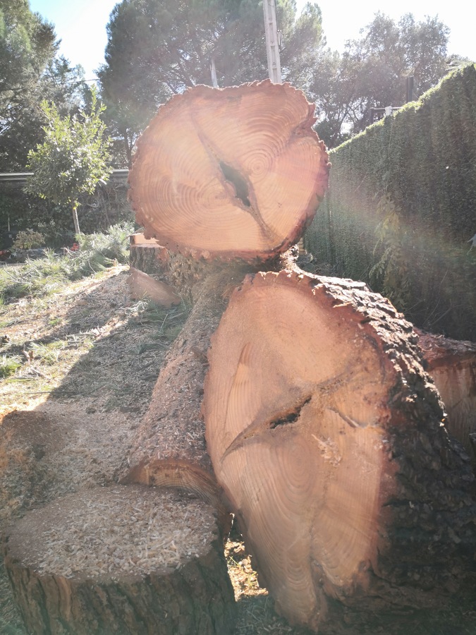 Grietas del árbol ya cortado