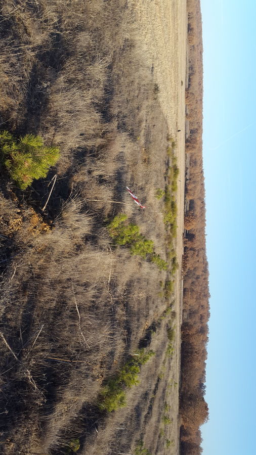 Reposición de maras plantacion Pinus Nigra