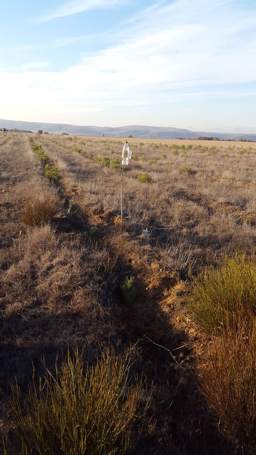 Repoblacion Pinus Nigra