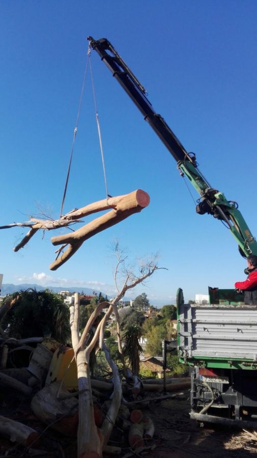 Tala de árboles secos