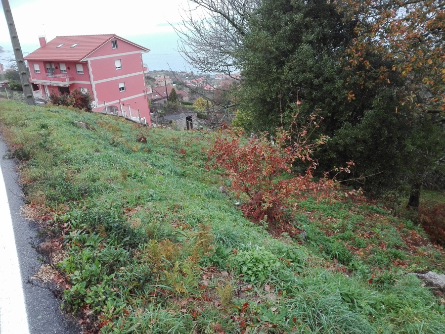 Desbroce parcela (antes)