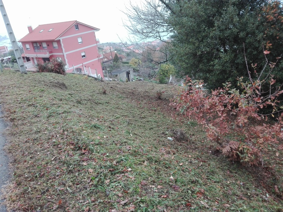 Desbroce. Parcela ( después)