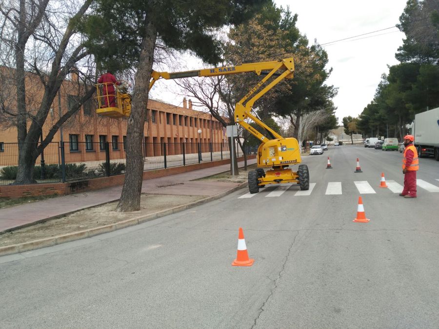 Poda de pino con corte de vial.