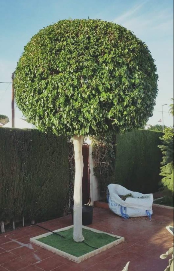 Poda de ficus en forma de bola
