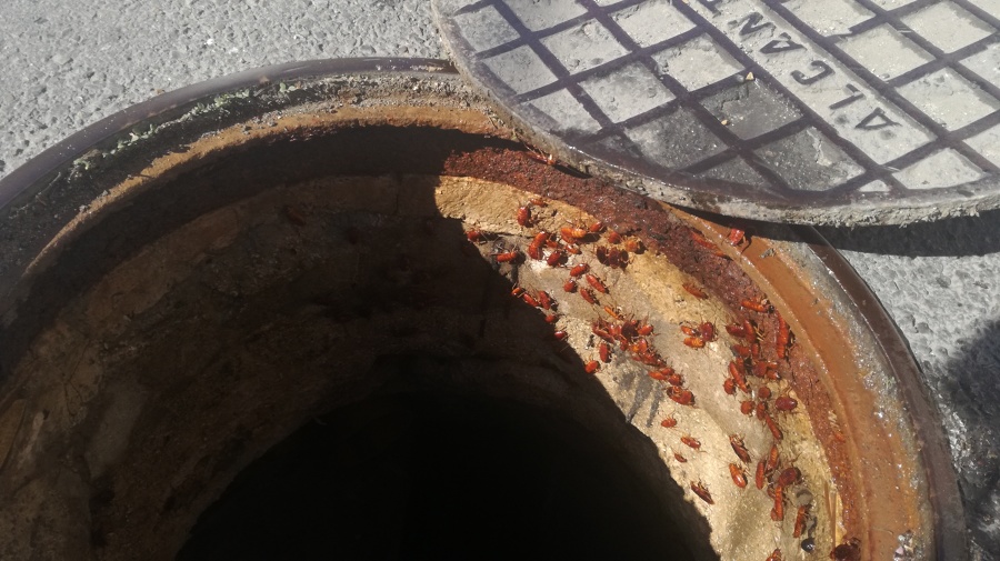 Periplaneta americana