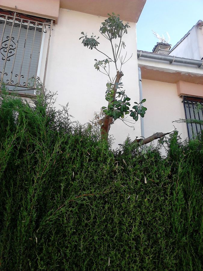 Eliminación de pitosporo