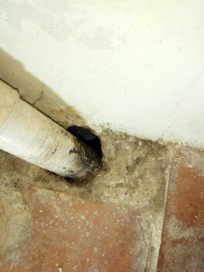 Periplaneta americana