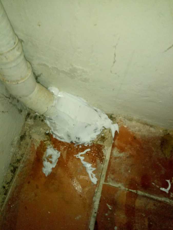 Periplaneta americana