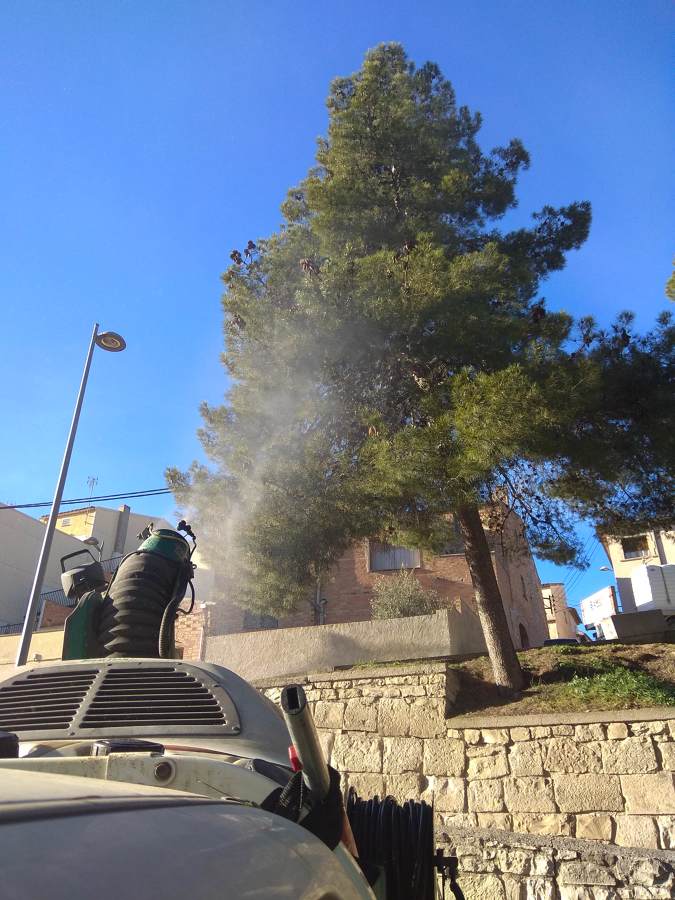 Control de procesionaria del pino