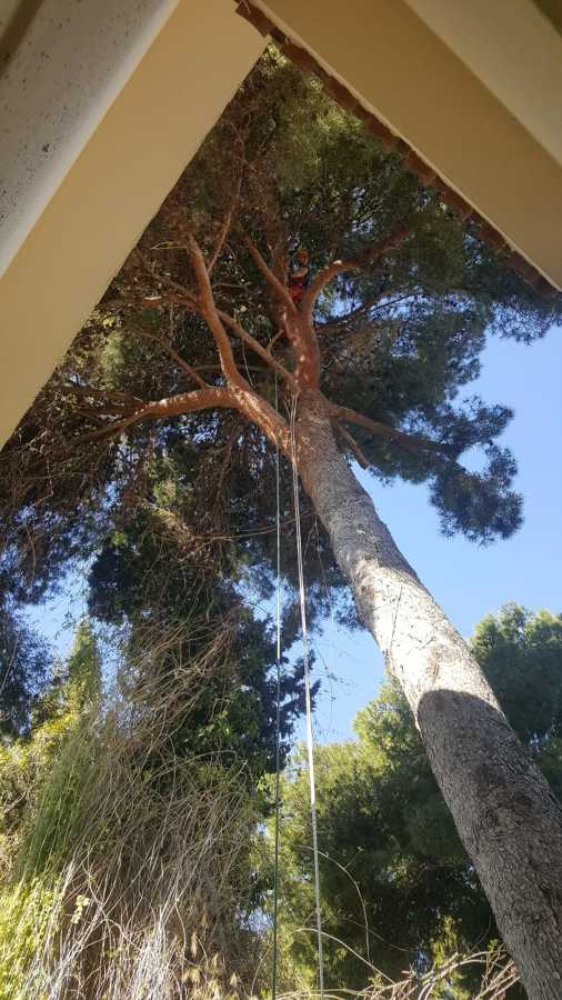 limpiando pino halepensis