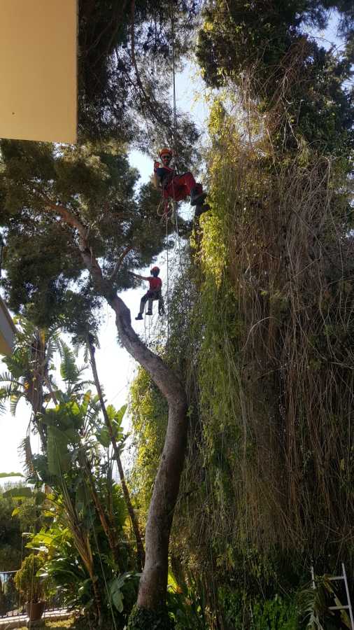 Francis limpiando pino halepensis