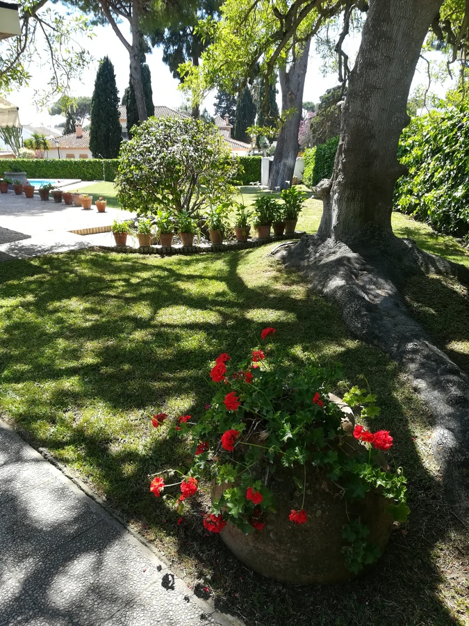 Gitanillas