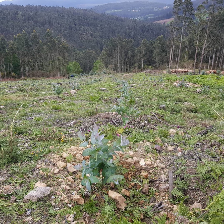Plantación de ecaliptos