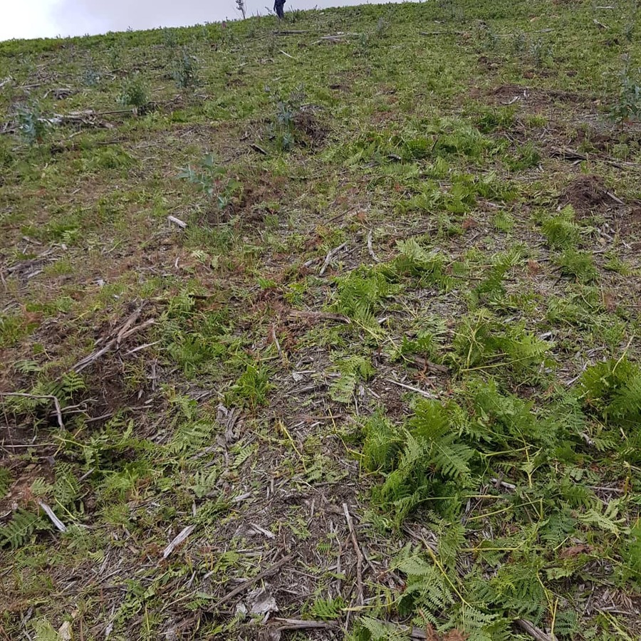 Desbroce manual en plantación  de ecaliptos
