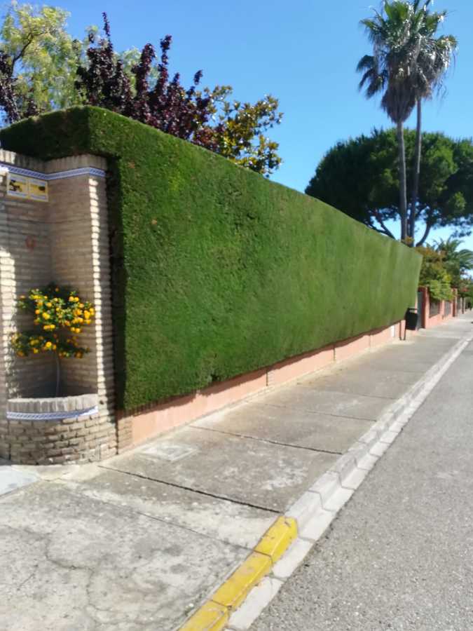 Recorte de seto de ciprés