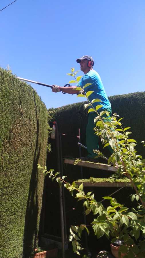 Recorte de seto de ciprés