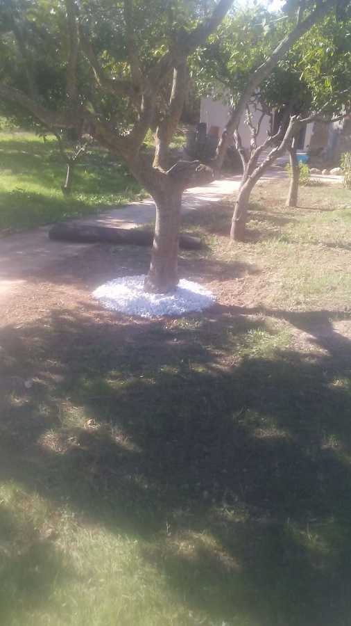 Arboles