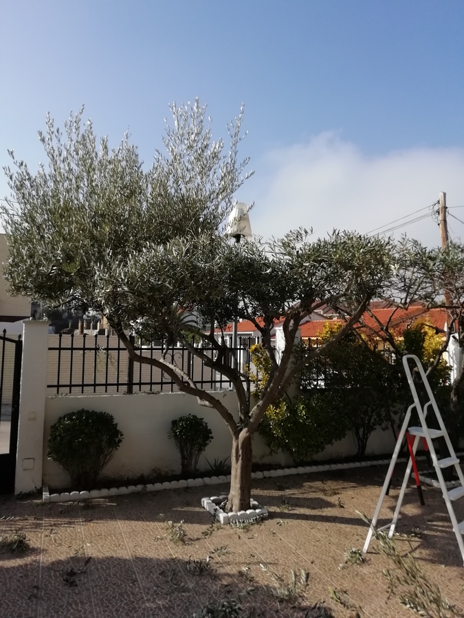 Poda de olivo forma bonsai