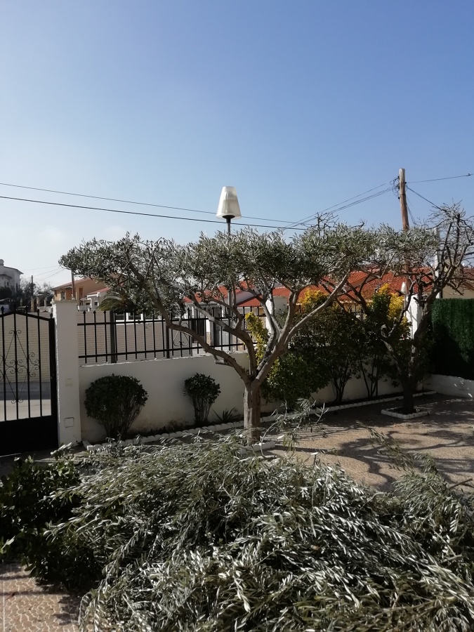 Poda de olivo forma bonsai