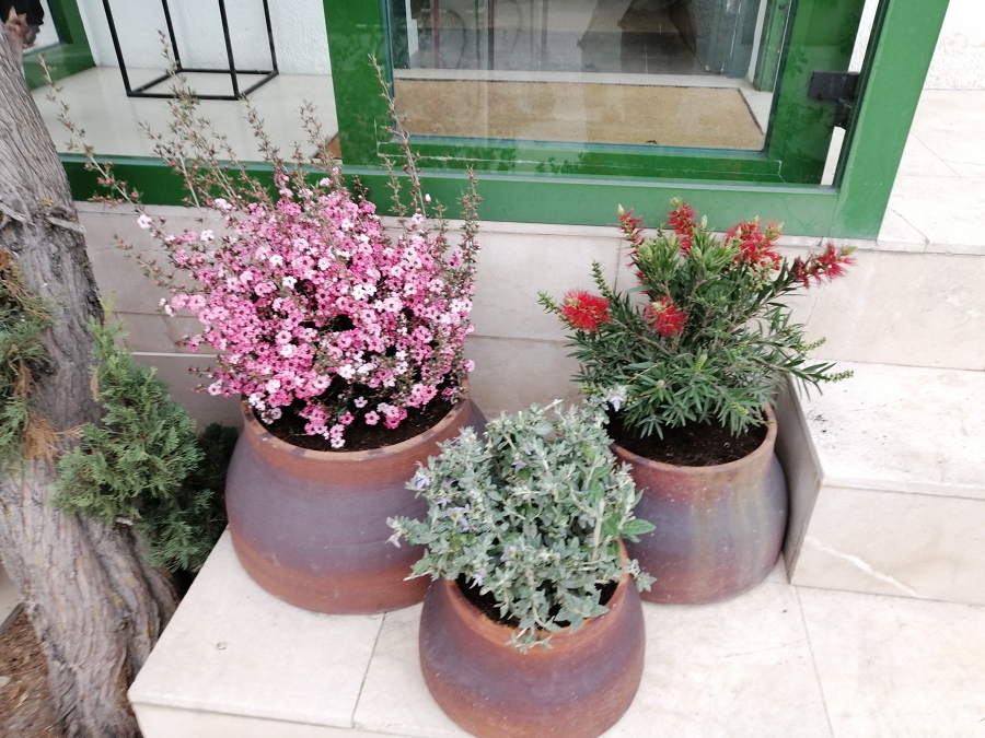 plantación en macetas